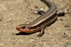 ドラゴン
