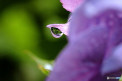 雨のあと