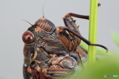 アブラゼミ