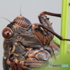 アブラゼミ
