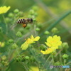 黄色い花と蜜蜂