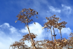 枯れても紫陽花