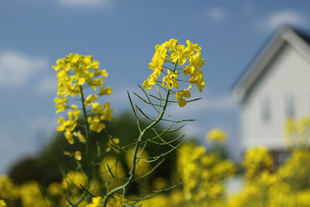 菜の花