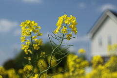 菜の花