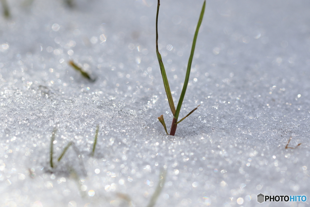 ささやかな積雪