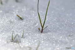 ささやかな積雪