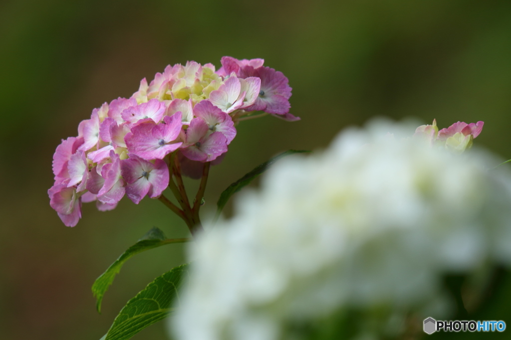 紫陽花2