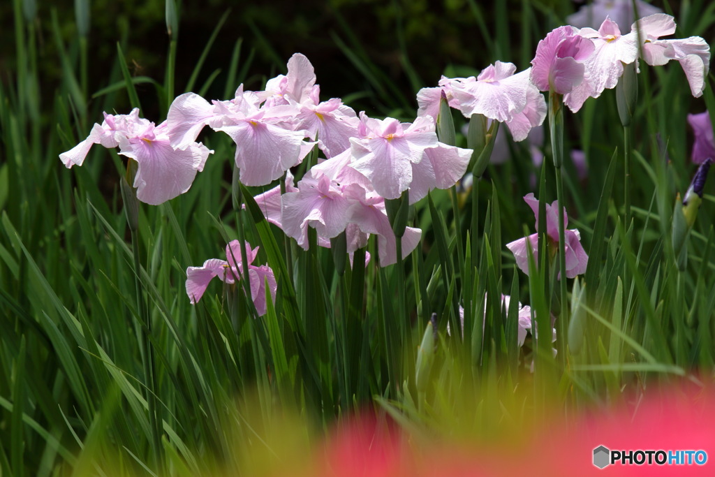 花菖蒲