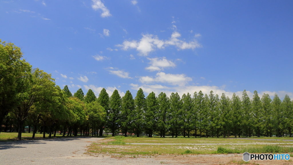廃校のメタセコイア並木 横から