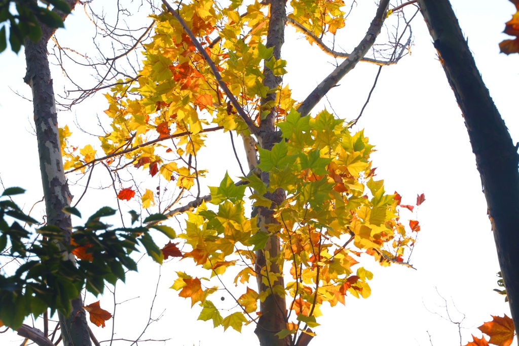 都心のささやかな秋