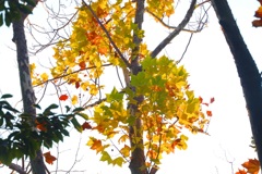 都心のささやかな秋