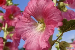 初夏の香り