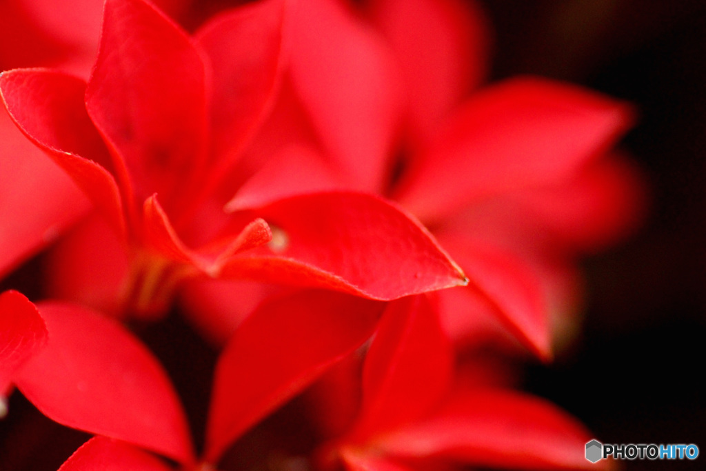 ドウダンツツジ