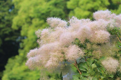 この〜木、なんの木、気になる木〜♬