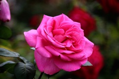 まさにローズピンク！