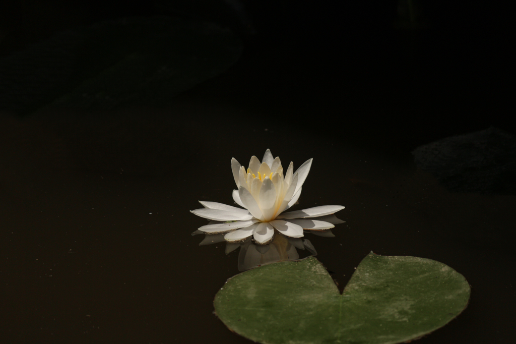 凛とした美しさ