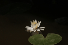 凛とした美しさ