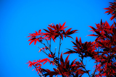 高い空