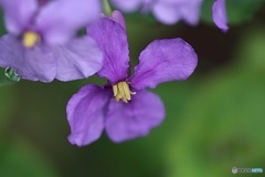 この時期、雨はまだ冷たいな…