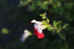 サルビアミクロフィア