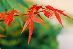 さあ、秋だ 、   ？？