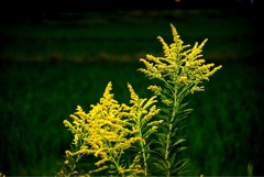 濡れ衣みたいです