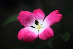 スピーシーズ系