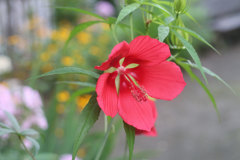 花びらの付け根