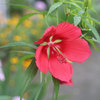 花びらの付け根