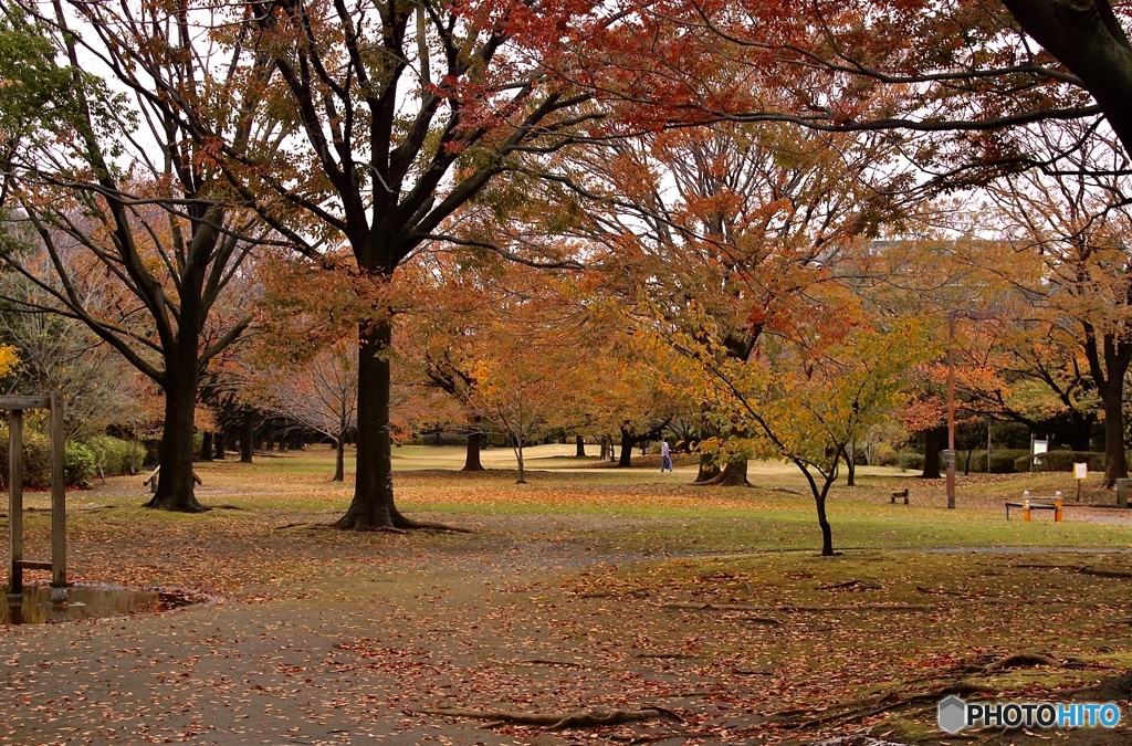 雨上がりの公園