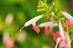 サルビアの仲間？