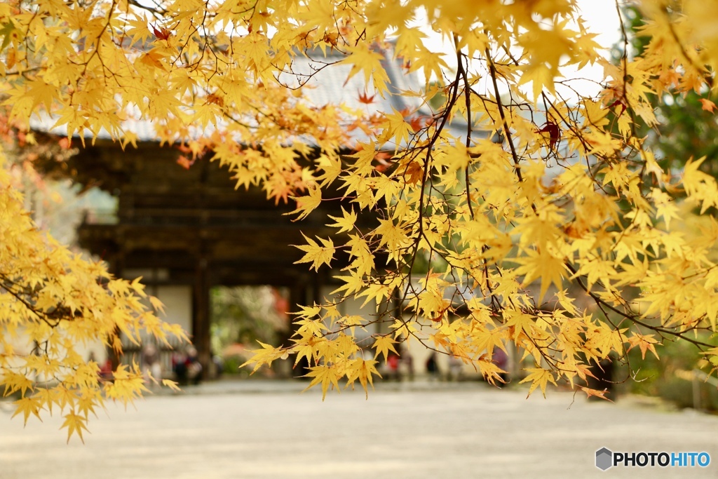 京都  神護寺山門にて