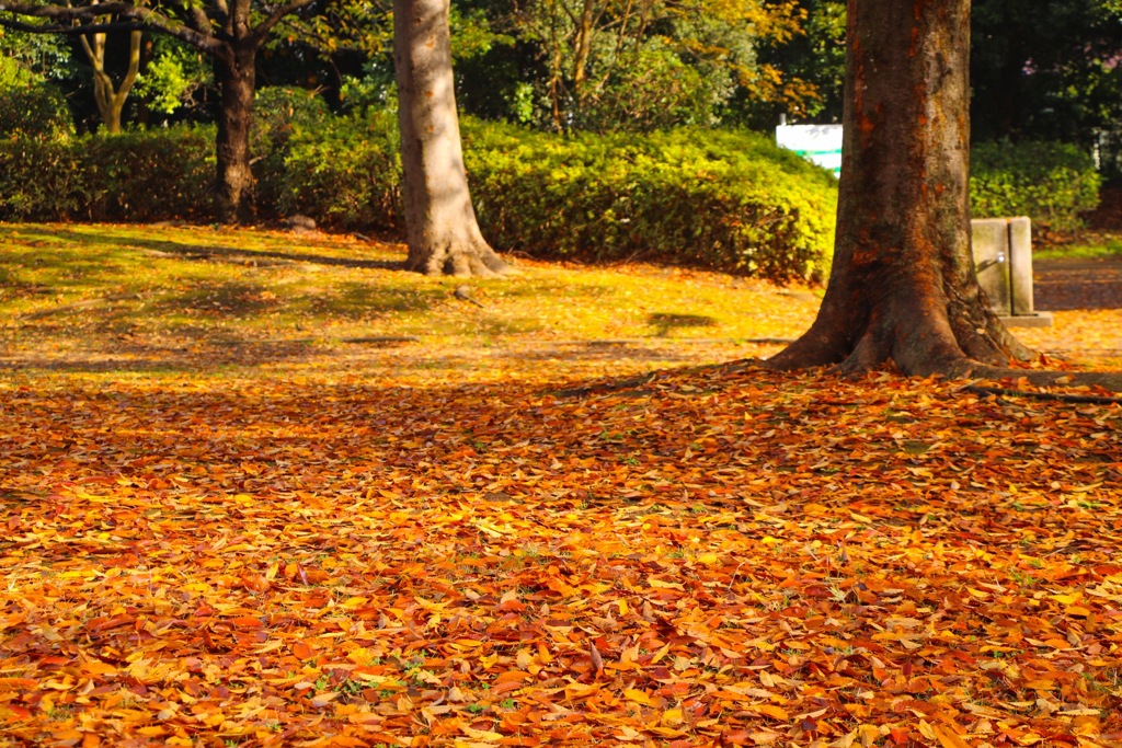 落ち葉