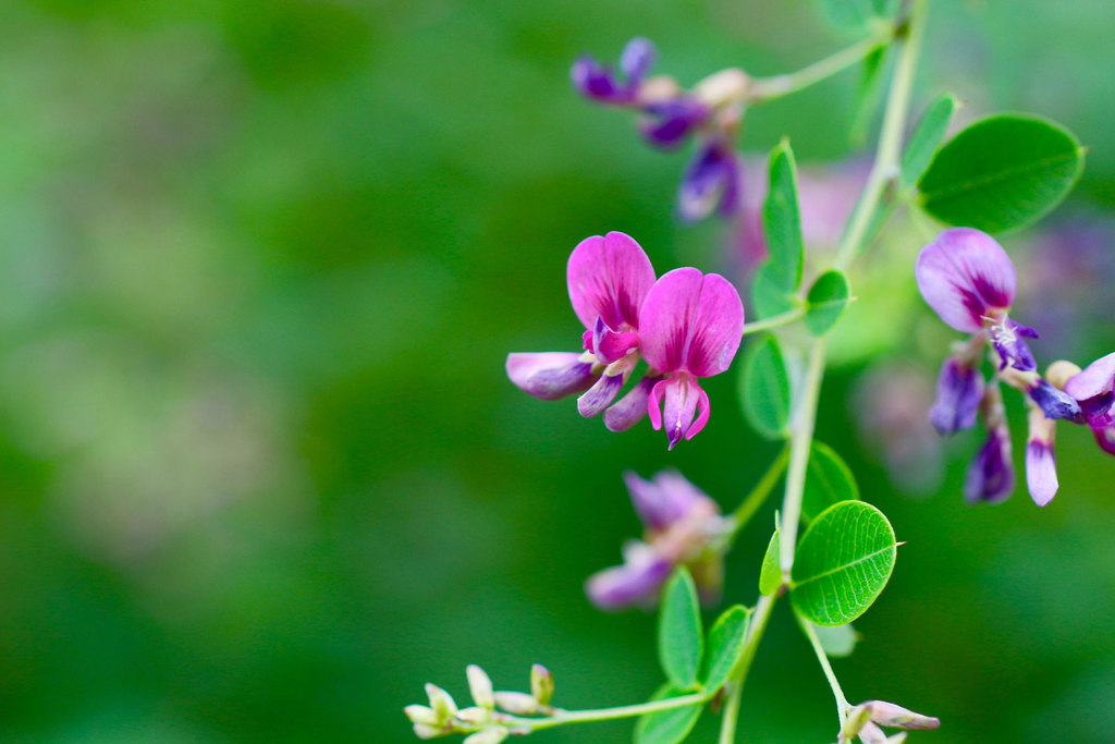 『思案』『内気』『柔らかな心』『柔らかな精神』