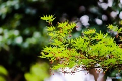 夏に向けて