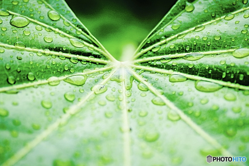 芭蕉門下（？）