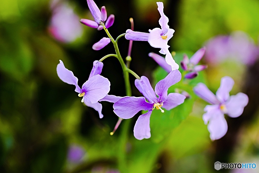 紫花菜②