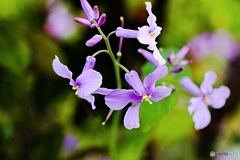 紫花菜②