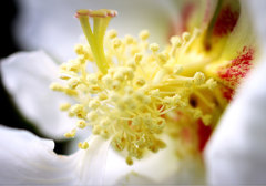 何に見えるんだろ？