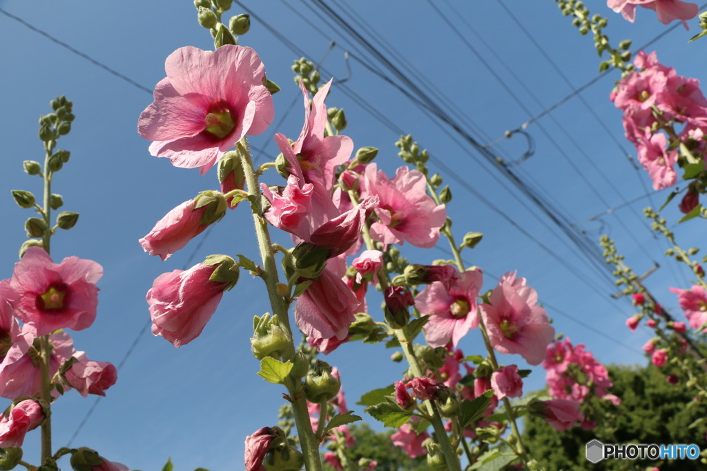 すくすく伸びてます