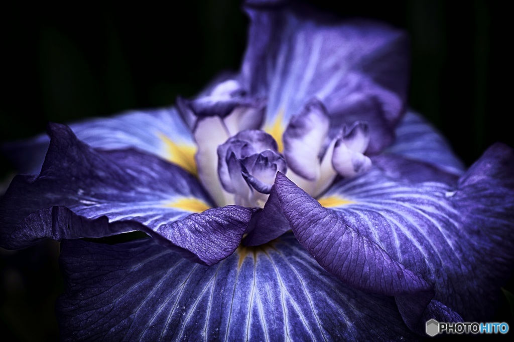 花菖蒲②