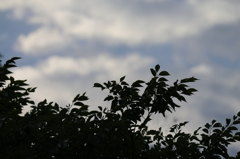 まだ明るい宵の空