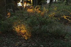 イルミネーション②