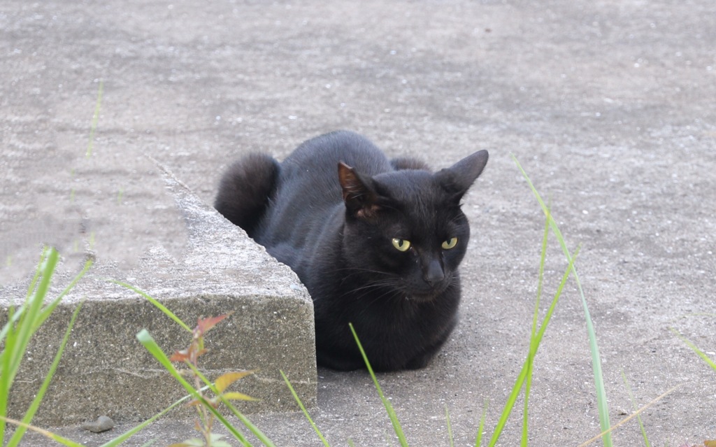 鋭い眼光の先には…