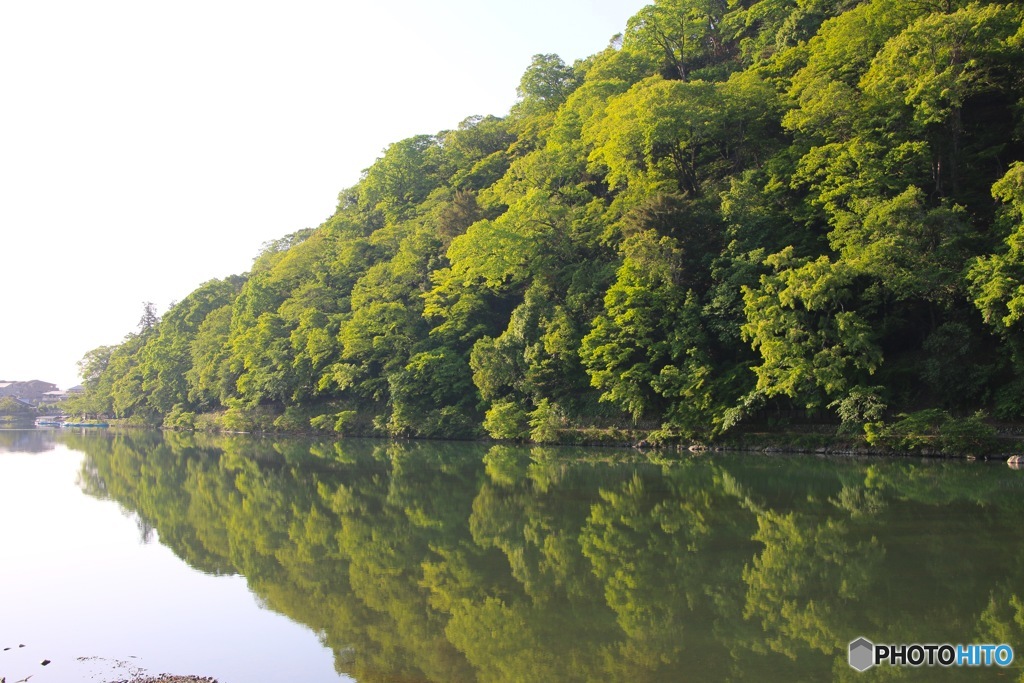 新緑を映す京都 桂川