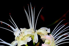 チョイとお気に入り