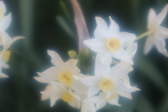 来るよ〜  春が…