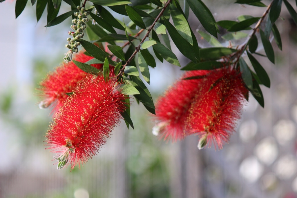 珍しい木見つけました