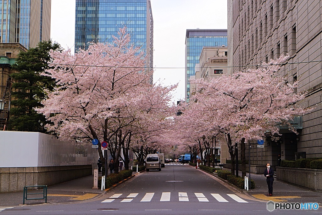 日本橋・江戸さくら通り