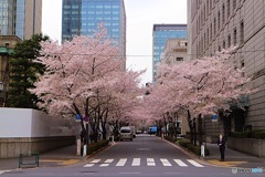 日本橋・江戸さくら通り